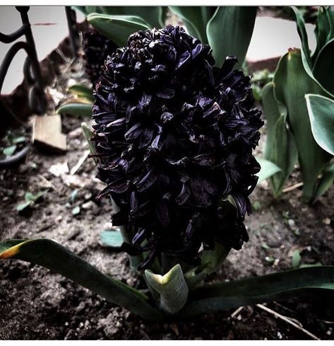 Midnight mystic hyacinth Hyacinth Flower, Black Flowers, My Flower, Mother Nature, Grapes, Witch, Fruit, Plants, Flowers