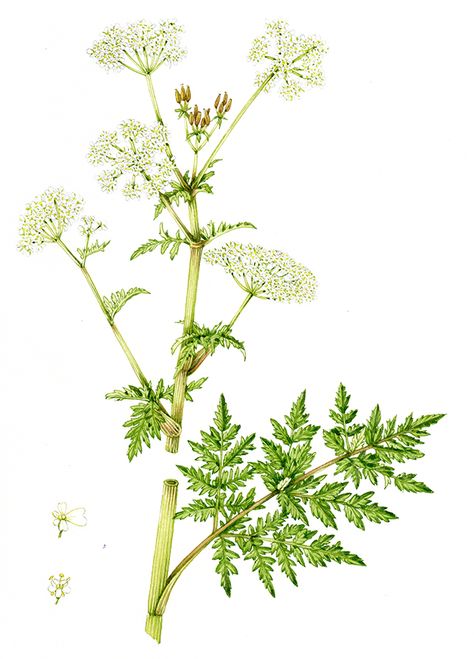 Comparing Hogweed Heracleum Species - Lizzie Harper Giant Hogweed Drawing, Botanical Sketching, Lizzie Harper, Giant Hogweed, Cow Parsley, Tiny White Flowers, Fruit Seeds, Cow Painting, Minimal Wall Art