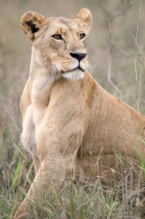 Lioness Images, Regard Animal, Photo Animaliere, Gato Grande, Lion Love, African Lion, Animale Rare, Airbrush Art, African Wildlife