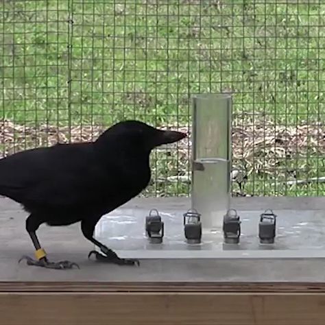 Wonder of Science on Twitter: "The surprising intelligence of crows demonstrated in an experiment showing they have a causal understanding level of a 5 to 7-year-old child. Full video: https://t.co/bozlCuxHnp… https://t.co/UuxJqWqvhg" Crow Video, Video Caption, Crows Ravens, Moral Stories, Childrens Stories, True Art, Picture Captions, Crows, Happy Thoughts