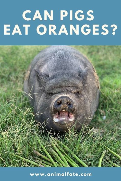 Can Pigs Eat Oranges? (And Orange Peels?) - AnimalFate What Can Pigs Eat, Eat You Out, Pigs Eating, Pig Food, Wild Hog, Orange Peels, Fruit Picking, Mini Pigs, Good Source Of Fiber