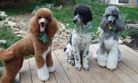 My girls! Poodle Colors, Anjing Poodle, Poodle Standard, Parti Poodle, Poodle Cuts, Poodle Grooming, Standard Poodles, Miniature Poodle, Poodle Puppy