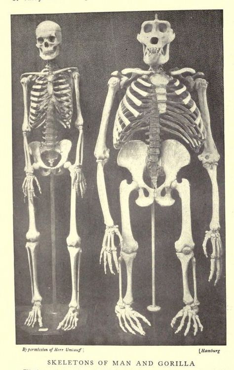 Skeletons of man and gorilla. The people’s natural history, embracing living animals of the world and living races of mankind. 1903. Gorilla Gorilla, Animal Skeletons, Live Animals, Animals Of The World, Fine Arts Posters, Creature Design, Natural History, Canvas Print Wall, Posters Art Prints