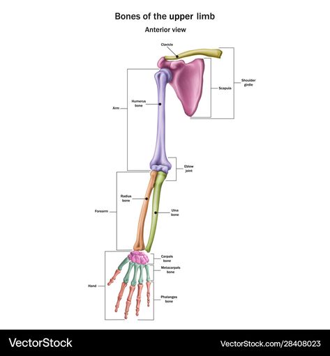 Upper Limb Anatomy, Ceramic Paste, Skeletal System, Science Notes, High Res, Png Images, Anatomy, Adobe Illustrator, Bones