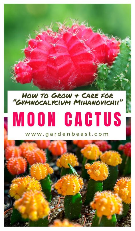 Read our complete guide to the Moon Cactus for everything you will ever need to know! Tips for growing and caring for “Gymnocalycium Mihanovichii” Cactii | moon cactus care | moon cactus propagation | moon cactus arrangement | Indoor moon care | how to grow moon cactus | cactus growing #mooncactuscare #howtogrowmooncactus Cactus Propagation, Moon Cactus, Cactus Arrangement, Gymnocalycium Mihanovichii, Cactus Care, Indoor Plant Care, Green Cactus, Flower Care, House Plant Care