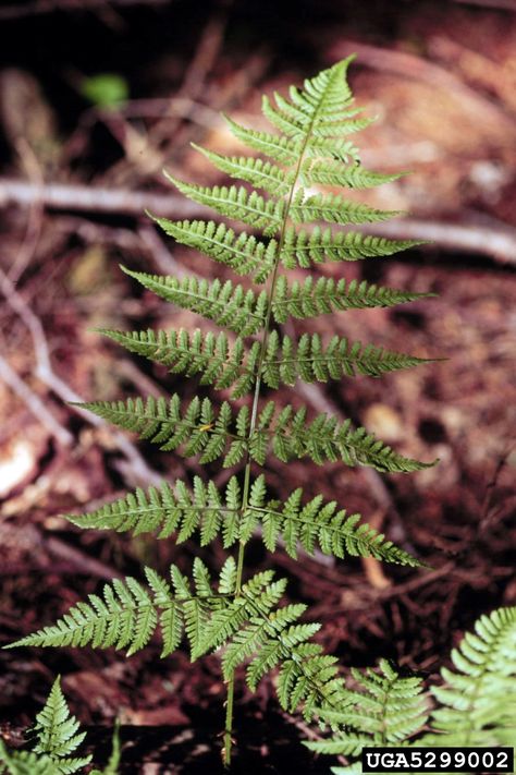 Wood fern (Dryopteris erythrosora) is found within the largest genus of ferns with more than 200 species at home in damp, wooded areas of the Northern Hemisphere. Click the following article to learn more about adding these fantastic fern plants to the garden. Dryopteris Erythrosora, Fern Care, Leaf Mold, Fern Plants, Ferns Care, Wood Fern, Garden Wood, Hardiness Zones, Deer Resistant Plants