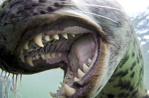 Leopard Seal - teeth, bigger to eat Penguins with Leopard Seal, Farne Islands, Seal Pup, Dangerous Animals, Female Knight, British Wildlife, Animals Friendship, Incredible Creatures, Silly Dogs