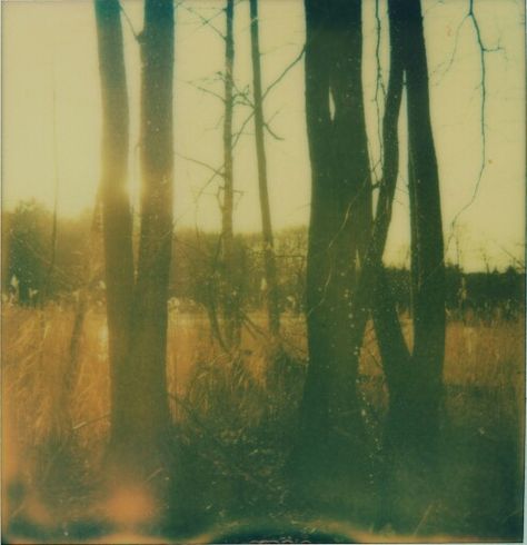 Polaroid. Forest. 80s Forest Aesthetic, Forest Film Photography, Nature Polaroids, Forest Polaroid, Expired Film, Deep In The Woods, Pine Trees Forest, Forest Photos, Bon Iver