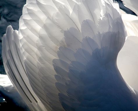 swan wings close up light feathers Swan Feathers Aesthetic, White Feathers Aesthetic, Blue Wings Aesthetic, Swan Maiden, Swan Feathers, Swan Aesthetic, Swan Wings, Swan Princess, Blue Wings