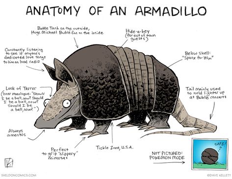 strip for May / 15 / 2015 - Anatomy of an Armadillo Armadillo Drawing, Armadillo Art, Dr Dolittle, Drawing Comics, Happy Stuff, Web Comics, Aircraft Art, Unusual Animals, Pop Culture References