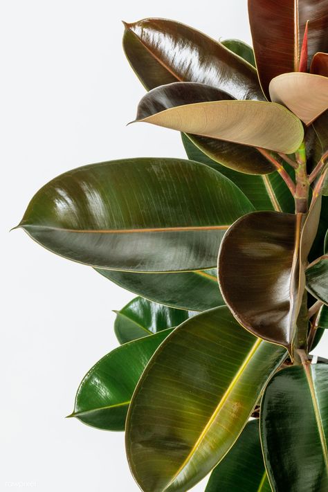 Closeup of fresh Indian rubber plant leaves | premium image by rawpixel.com / Jira Mobile Wallpaper Aesthetic, Tree Mobile, Natural Plant Fertilizer, Plant Reference, Natural Plant Food, Natural Fence, Fig Leaf, Natural Fertilizer, Ficus Elastica