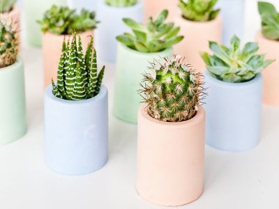 Plaster Of Paris Crafts, Kids Furniture Makeover, Succulent Party Favors, Paris Crafts, Succulent Bowls, Diy Kids Furniture, Succulent Favors, Diy Plaster, Plaster Crafts