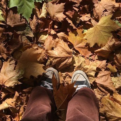 Playlist Pics, Leaves On The Ground, Swift Aesthetic, Fall Mood Board, Taylors Version, Season Of The Witch, Seasons Of The Year, Autumn Vibes, Best Seasons