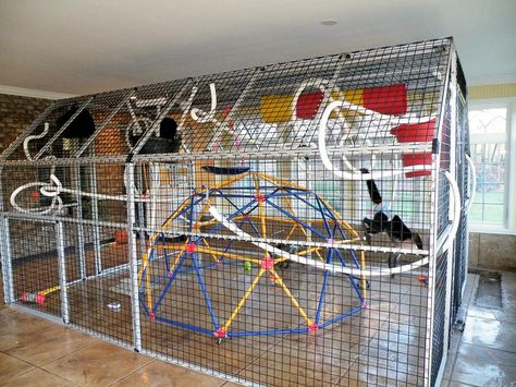 Monkey cage, pet capuchin monkey enclosure, primate care, enrichment, spider monkey toys Pet Monkey Room, Monkey Cage Ideas, Raccoon Cage Ideas, Marmoset Monkey Cage, Capuchin Monkey Pet, Monkey Enrichment, Monkey Enclosure, Monkey Cage, Monkey Pet