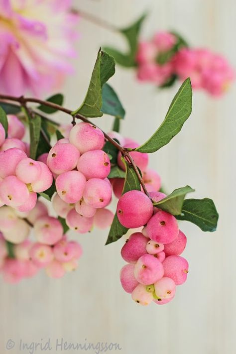 Symphoricarpos Albus, Pink Dahlias, Beautiful Fruits, Floral Photography, Exotic Fruit, Pretty Plants, Arte Floral, Botanical Flowers, Flowers Nature