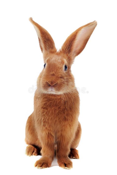 Young Rabbit, Free Image, Mammals, Stock Photography, White Background, Photo Editing, Photo Image, Royalty, Royalty Free