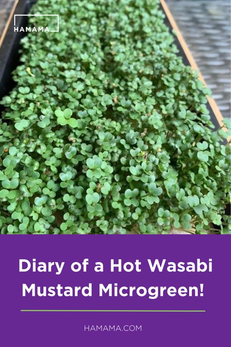 Welcome our newest member of the Hamama Team- HOT WASABI MUSTARD!! Southern Cuisine, How Can, Mustard, Sandwiches, Herbs, Canning, Plants