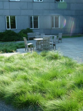 Sporobolus heterolepis late spring in inflitation bed. photo credit: J. Coceano Sporobolus Heterolepis, Green Roof Planting, Roof Plants, Perennial Grasses, Saskatchewan Canada, Full Sun Plants, Bay House, The Rocky Mountains, Water Management