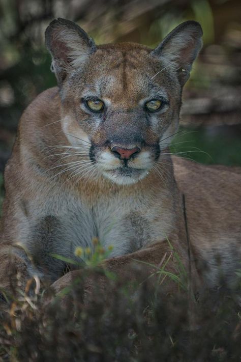 Wild Panther, Panther Face, Reference Face, Florida Panther, National Geographic Photography, Powerful Pictures, Animal Reference, Florida Girl, Mountain Lion