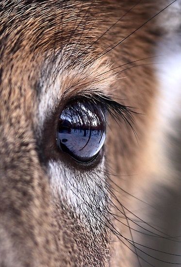 whitetail deer Deer Eyes, Buck Eyes, Regard Animal, Deer Photography, Regnul Animal, Eye Close Up, Deer Pictures, Deer Art, Whitetail Deer