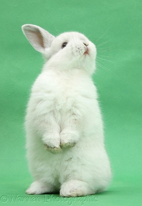 rabbit standing | WP38998 White rabbit standing up on green background. Rabbit Standing, White Bunnies, Rabbit Pictures, Cute Bunny Pictures, Hippity Hoppity, Animal References, Bunny Pictures, Bunny Art