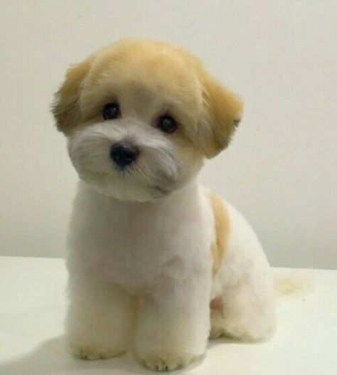 Bichon Shih Tzu Mix                                                                                                                                                                                 More Malshi Haircuts, Bichon Shih Tzu, Shih Tzu Bichon, Shichon Puppies, Shih Tzu Haircuts, Teddy Bear Puppies, Dog Grooming Styles, Shih Tzu Grooming, Teddy Bear Dog