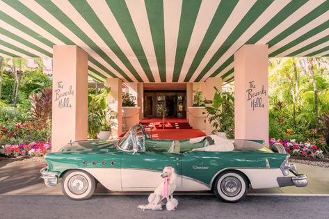 Photographer Gray Malin captures 'Dogs at the Beverly Hills Hotel' - Insider Green Convertible, Subject Of Art, The Beverly Hills Hotel, Gray Malin, Beverly Hills Hotel, San Bernardo, Pet Friendly Hotels, The Saint, Saint Bernard