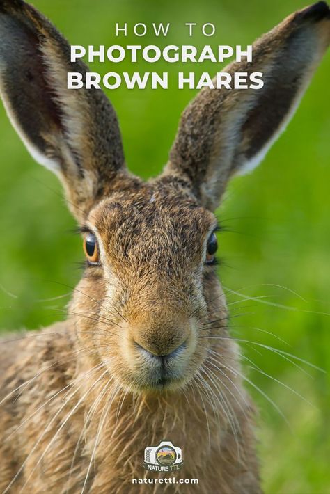 In this wildlife photography tutorial learn how to photograph one of the most elusive mammals in the UK, the Brown Hare. Hare Photos, Hare Pictures, Wildlife Photography Tips, Nature Picture, Scotland Uk, Photography Tips For Beginners, Close Up Portraits, Wildlife Photos, Animal Photos