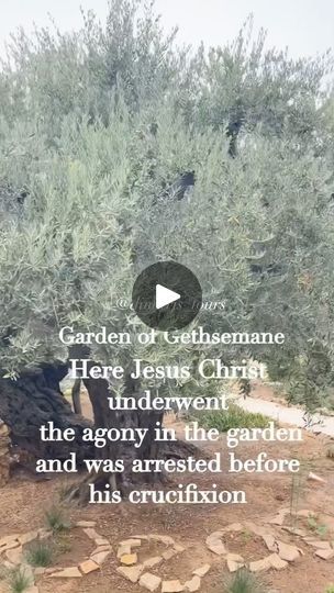 71K views · 26K reactions | 📍Gethsemane is a garden at the foot of the Mount of Olives in East Jerusalem where, according to the four Gospels of the New Testament, Jesus Christ underwent the agony in the garden and was arrested before his crucifixion. It is a place of great resonance in Christianity.
.
.
.
.
.
.
.
#travel #travelphotography #traveler #traveling #travelguide #photooftheday #picoftheday #jesus #god #prayer #faith #garden #bibleverses #amazing #beautiful #nature #art #happy #jerusalem #tour #trip #tourism #tourguide #christ #christian #pilgrimage | Jerusalem Tour Guide 🗺 | imperialorchestra · Will and Elizabeth theme | Hans Zimmer Faith Garden, The Agony In The Garden, Beautiful Nature Art, The Four Gospels, Will And Elizabeth, Agony In The Garden, Garden Of Gethsemane, Four Gospels, Mount Of Olives