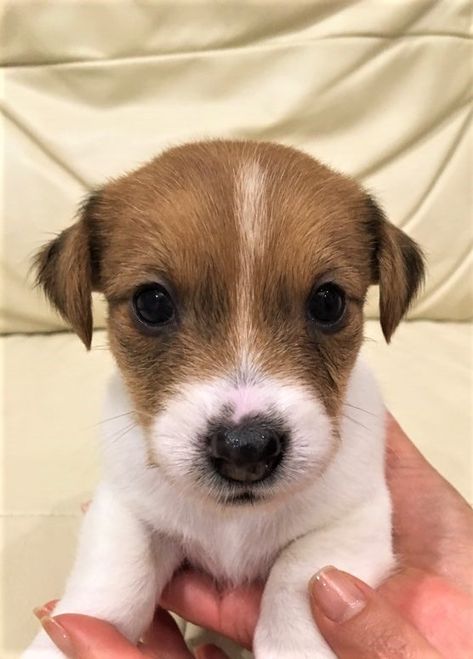 2 months old Jack Russell Milky does cute things before he goes to bed when his owner is watching. It looks really cute! Chien Jack Russel, Jack Russell Puppy, Dog Nature, Jack Russell Terriers, Jack Russell Terrier Puppies, Jack Russell Puppies, 2 Months Old, Jack Russells, Jack Russel