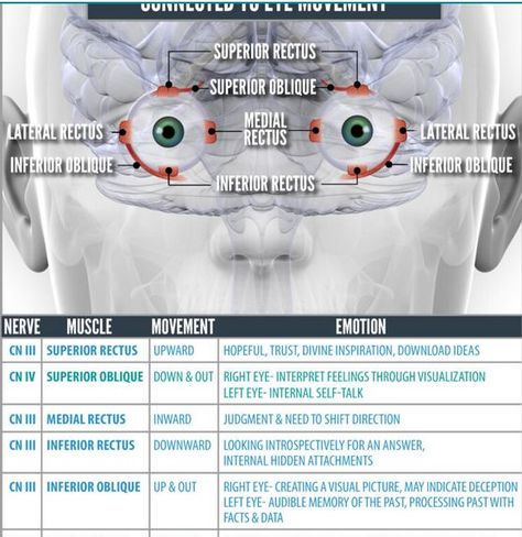 Did you know that you have 12 pairs of cranial nerves, for a total of 24 cranial nerves? Wellness Life Zone, Foot Zone Academy has discovered all acupressure points associated with each one of these cranial nerves. Wellness Life Zone Practitioners trigger these acupressure points, stimulating the body to activate these cranial nerves at a normal line of health. Cranial nerves control many body functions such as, smell, eyesight, eye movement, facial sensations, nerves to the teeth, equilibri Eye Function, Sensory Nerves, Eye Movement, Optic Nerve, Cranial Nerves, Acupressure Points, Eye Health, Acupressure, Nerve