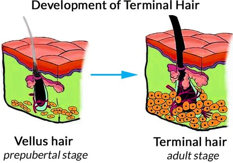 Vellus Hair, Facial Treatments, The Terminal, Hair Clinic, Central London, Doctor Medical, Cosmetology, Hair Removal, Biology