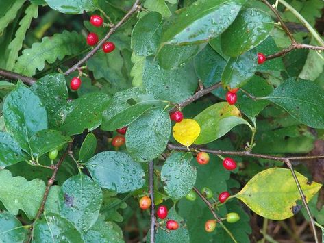 Spicebush: Thriving Native Plants of Maryland - Lauren's Garden Service John Hill, Small Yellow Flowers, Early Spring Flowers, Small Shrubs, Hot Apple Cider, Garden Services, Root System, Rain Garden, Trees And Shrubs