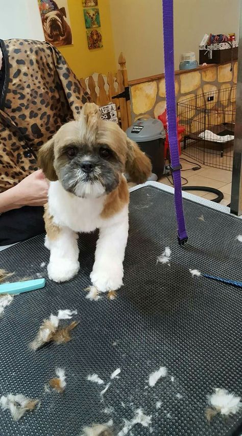 Shih tzu Mohawk Shih Tzu With Mohawk, Black Shitzu, Maltese Haircut, Puppy Products, Shih Tzu Haircuts, Grooming Ideas, Shih Tzu Puppy, Love Your Pet, Shih Tzu Dog