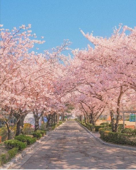 Landscape Photography Trees, Sakura Bloom, Cherry Blossom Season, Sakura Tree, Nothing But Flowers, Japan Aesthetic, Aesthetic Japan, Pink Trees, Flower Background Wallpaper