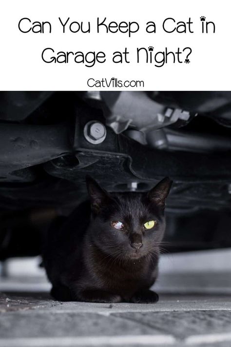 Wondering if keeping cats in a garage at night is fine? If you think that it is totally safe, THINK AGAIN! Check out the considerations if you really have no choice! Cat Garage, Outdoor Cat Shelter, Feral Kittens, Internet Cats, Cat Allergies, Potty Training Puppy, Cat Care Tips, Kitten Pictures, Outdoor Cats