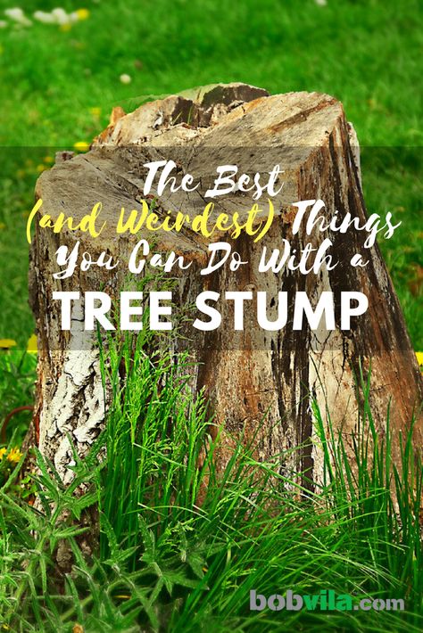 Tree Stump Decor, Stump Planter, Stump Ideas, Tree Stump Planter, Landscaping Around Trees, Wood Stumps, Tree Stumps, Bob Vila, Tree Tree