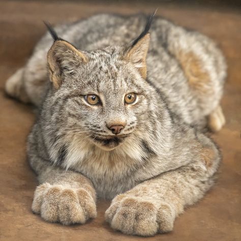 Lynx Kitten, Canada Lynx, Eurasian Lynx, Tattoo Nature, Animals Tattoo, Land Animals, San Diego Zoo, Cats Kittens, Animal Sketches