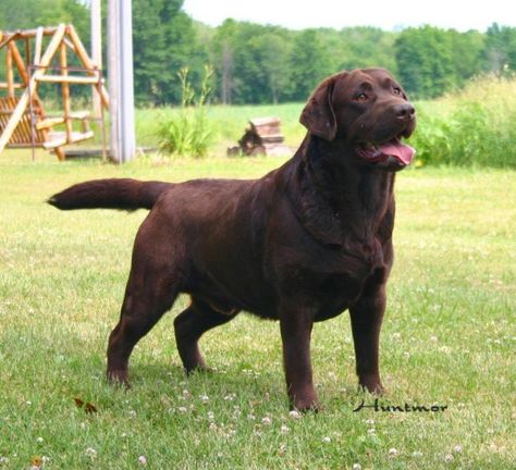 beautiful, happy Chocolate English Lab English Labrador, Brown Labrador, Labrador Puppies, Chocolate Labs, Goofy Dog, Lab Dogs, Labrador Retriever Puppies, Chocolate Labrador, Lab Puppies