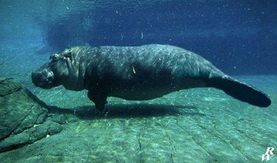 Hippopotamus + manatee = hippotee Hippotee is a Aquatic mammal by order Sirena Hippotees are underwater hippopotamuses Hippotees = sea hippopotamuses San Diego Attractions, San Diego Zoo Safari Park, Sea Cow, Animal World, Safari Park, Moving To California, San Diego Zoo, Aquatic Animals, Majestic Animals