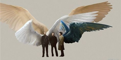 Supernatural Balthazar, Gabriel, and Castiel fanart. I love how Gabriel has bigger wings than the other two, because he's an archangel :) Gabriel And Castiel, Castiel Fanart, Supernatural Angels, Winged People, Supernatural Fan Art, Supernatural Art, Odaiba, Supernatural Fans, Supernatural Fandom