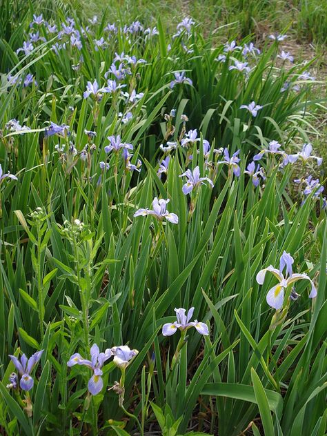 iris virginica var. shrevei | Iris virginica var. shrevei Blue Flag Iris, Iris Versicolor, Michigan Gardening, Deer Resistant Flowers, Wild Iris, Meadow Garden, Blue Flag, Side Garden, Clay Soil