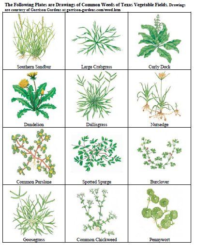 Common Garden Weeds, Common Lawn Weeds, Weeds In Lawn, Garden Weeds, Garden Types, Plant Identification, Garden Pests, Landscaping Plants, Veggie Garden