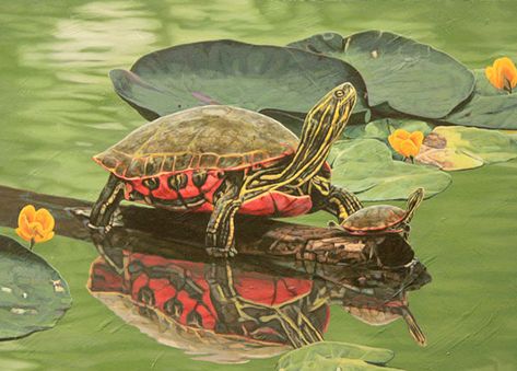 Western Painted Turtle, Land Turtle, Pond Turtle, Multi Canvas Painting, Map Images, Pond Art, Friendly Animals, Land Turtles, Painted Turtle