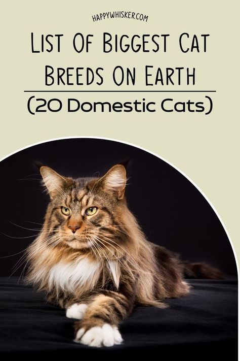 List Of Biggest Cat Breeds On Earth (20 Domestic Cats) Big Domestic Cats, Largest Cat Breeds, Large Cats Domestic, Big Domestic Cat Breeds, Biggest Cat Breeds, Cat Breeds Chart Pictures, Long Hair Cats Breeds, Exotic Cat Breeds, Types Of Cats Breeds