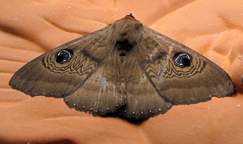 BOGONG MOTH (Agrotis infusa) | Resting in my garage | Fred Neal | Flickr Brown Moth, Large Moth, Dragonfly Insect, Moth Tattoo, Insect Art, Butterfly Painting, Arachnids, Pen And Paper, Beautiful Butterflies