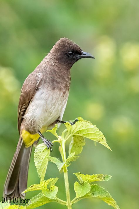 Bulbul Bird, Kigali Rwanda, Yellow Bird, The Common, Beautiful Wallpapers, Nature Photography, Birds, Wallpapers, On Twitter