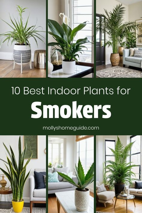 Discover the best indoor plants for smokers that not only beautify your space but also help purify the air. Improve indoor air quality with these low maintenance, air-purifying house plants perfect for new homeowners. Choose from a variety of plants that remove toxins from the air while promoting lung health. Consider natural humidifier plants like ferns and spider plant, or opt for Gerbera daisy for effective air purification benefits in your home. Indoor Plants That Purify The Air, Indoor Plants Purify Air, Best Indoor Plants Air Purifier, Yurt Home, Indoor Plants Low Light, Lung Health, Air Purifying House Plants, Natural Air Purifier, Spider Plant