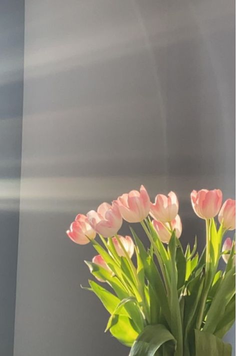 spring time Vintage Tulips Wallpaper, Background Aesthetic Tulips, Tulips Aesthetic Wallpaper Iphone, Wallpaper Tulips Aesthetic, Wallpaper Bunga Tulip, Aesthetic Tulips Wallpaper, Flowers Aesthetic Tulips, Pink Tulips Wallpaper, Tulips Wallpaper Aesthetic