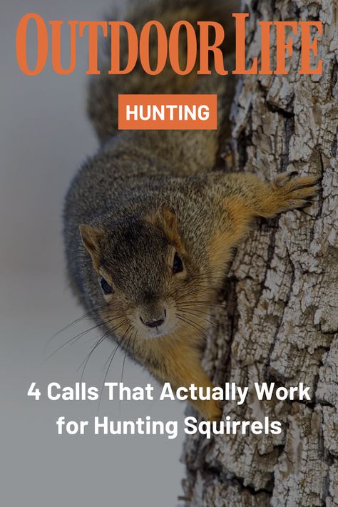 To call squirrels, you have to speak the language. Once you learn what their sounds mean, you can imitate them with these squirrel calls. Wild Caught Fish Recipes, Upland Bird Hunting, Squirrel Hunting, Wild Caught Fish, Animal Attack, Big Game Hunting, Waterfowl Hunting, Wild Game Recipes, Small Games